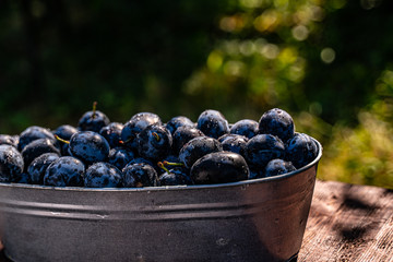 plum in a small metal bathtub on the wooden table in the garden
