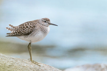 Wonderful portrait of Wood sandpiper on the river (Tringa glareola)