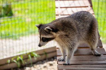 raccoon in zoo