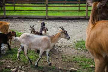 Naklejka na ściany i meble goats on a farm