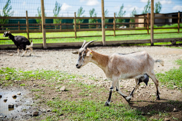 goats on a farm