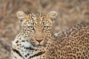 Head on horizontal portrait of a beautiful leopard face in Kruger Park South Africa
