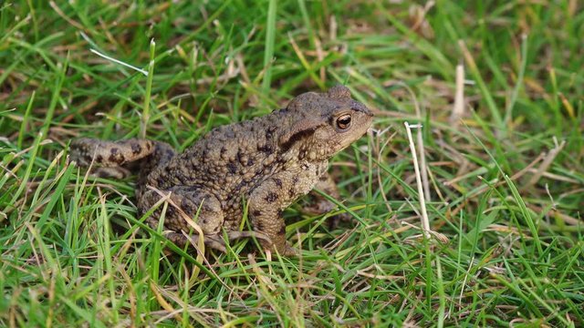 Common toad (Bufo bufo) sits on meadow