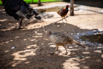 turkey on the beach
