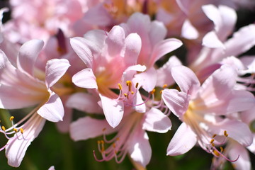 太陽の光を浴びる満開のリコリス・スクアミゲラ