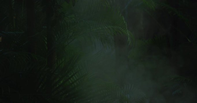 Foggy mist drifts in lush green Mayan jungle revealing palm leaves, ferns, trees creating an abstract background texture