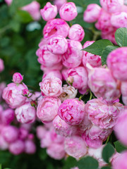 Rose flowers grow on a Bush