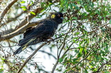 Yellow Tailed Black Cockatoo Alert
