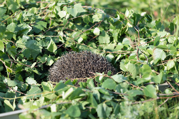 European Hedgehog curled up in ball, protecting and hiding