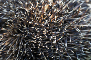 porcupine quills or prickly protective hedgehog needles