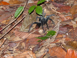 young woman holding a leaf