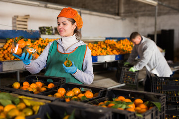 Female employee in colored uniform puts tangerines in packaging for sale. High quality photo
