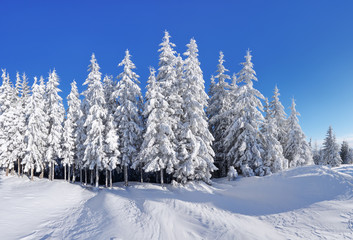 Fototapeta na wymiar Winter scenery. Natural landscape with beautiful sky. Amazing On the lawn covered with snow the nice trees are standing poured with snowflakes. Touristic resort Carpathian, Ukraine, Europe.