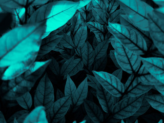 Fototapeta premium Beautiful abstract green flowers on dark background and blue flower frame and green leaves texture, green background, colorful graphics banner