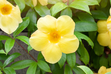 Obraz na płótnie Canvas Yellow Allamanda cathartica flowers bloom on tree with sunlight in the garden.