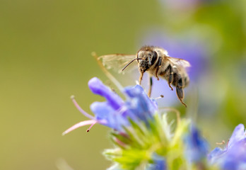 A bee collects honey on blue flowers