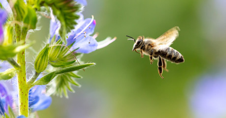 A bee collects honey on blue flowers