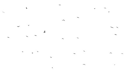 Flock of birds isolated on white background