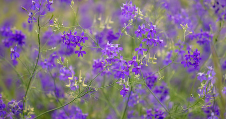 Fototapeta premium Beautiful blue flowers in the summer park.