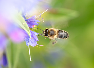 A bee collects honey on blue flowers