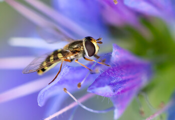 A bee collects honey on blue flowers
