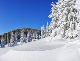 Beautiful landscape on the cold winter morning. High mountain. Pine trees in the snowdrifts. Lawn and forests. Snowy background. Nature scenery. Location place the Carpathian, Ukraine, Europe.