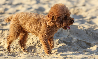 A dog walks in the sand.