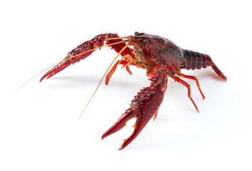 American crayfish on a white background