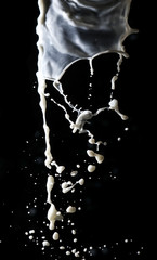 Fototapeta na wymiar Splashes of white milk isolated on a black background.