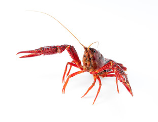 American crayfish on a white background