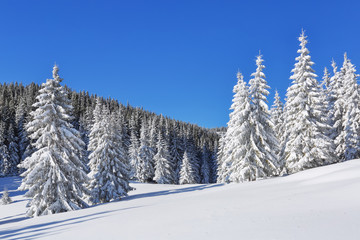 Fototapeta premium Beautiful landscape on the cold winter morning. High mountain. Pine trees in the snowdrifts. Lawn and forests. Snowy background. Nature scenery. Location place the Carpathian, Ukraine, Europe.