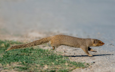The Indian grey mongoose is a mongoose species native to the Indian subcontinent and West Asia