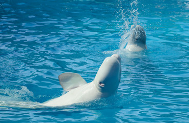 A large white dolphin swims in the pool.