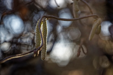 Makroaufnahme von Knospen