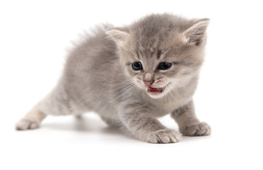 Portrait of a little kitten isolated on a white