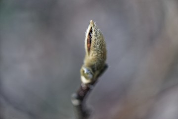 Makroaufnahme von Knospen