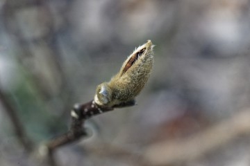 Makroaufnahme von Knospen