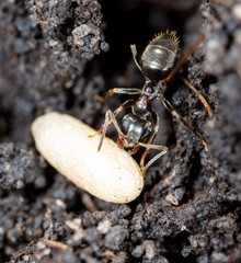 White ant eggs in nature.