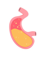 Flat vector stomach isolated on background