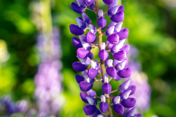 Beautiful purple flower grows in the park.
