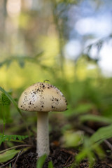 Close-up of edible mushroom growing in the ground.
