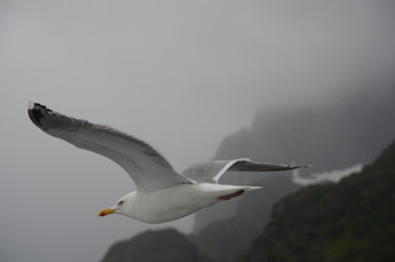 seagull in flight