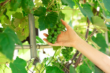 Naklejka na ściany i meble Woman inspecting grapes in a vineyard