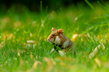 Ein lieber aufrecht sitzender Feldhamster in einer grünen Wiese bei Sonnenlicht.