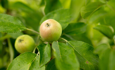 Apples on the branches of trees in the summer.