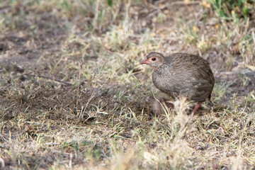 Red-necked Spurfowl (Pternistis afer), female, Maasai Mara, Kenya.