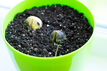 Avocado seeds in the pot
