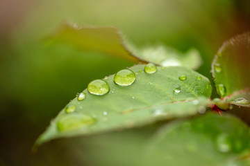 Close-up of a drop of water on a green leaf