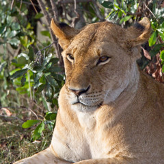 Lion (Panthera leo), female lying under a bush, Maasai Mara, Kenya.