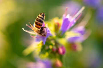 A bee collects honey on blue flowers